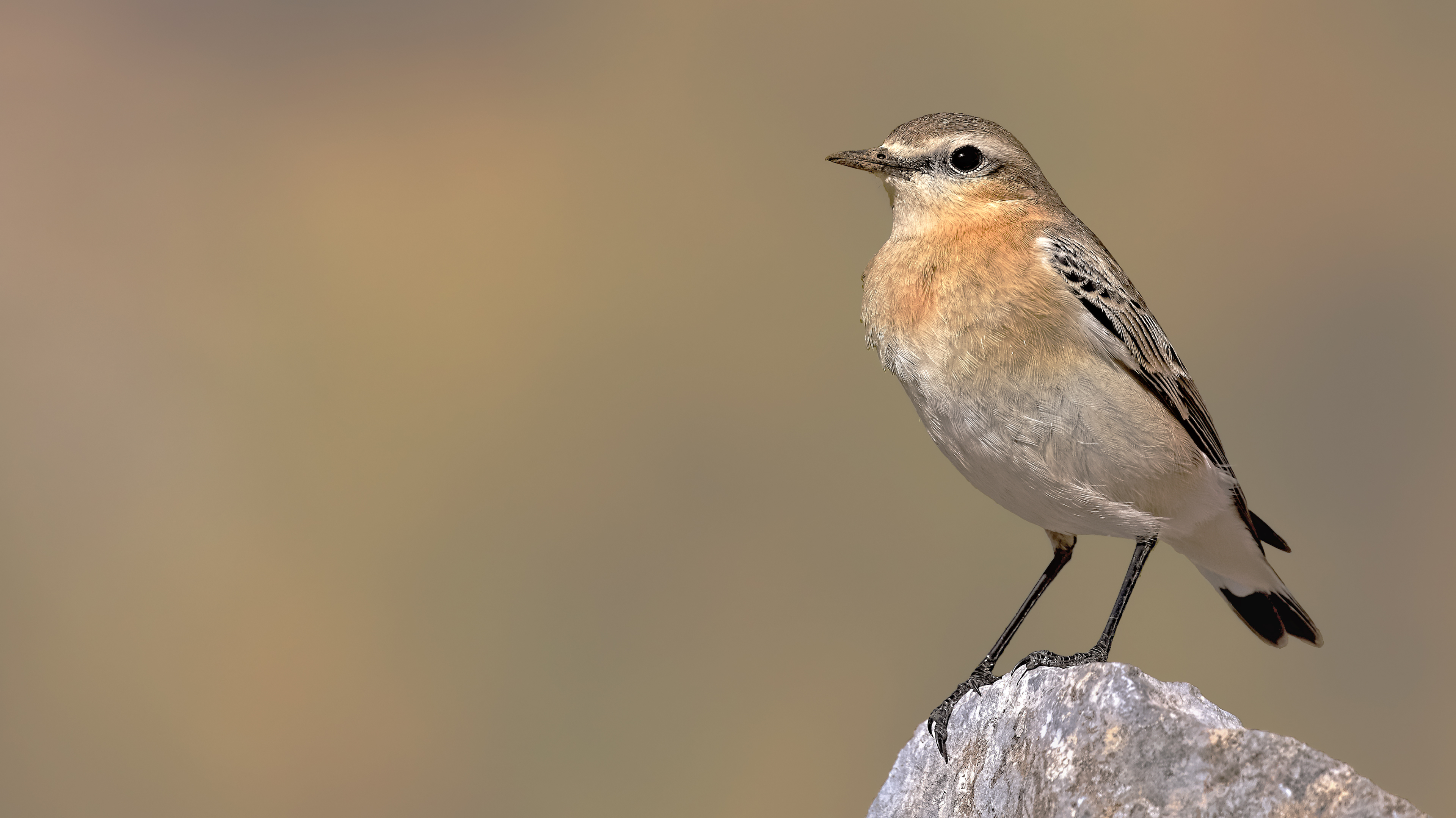 Northern Wheatear